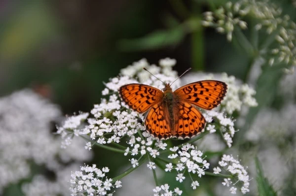 butterflies