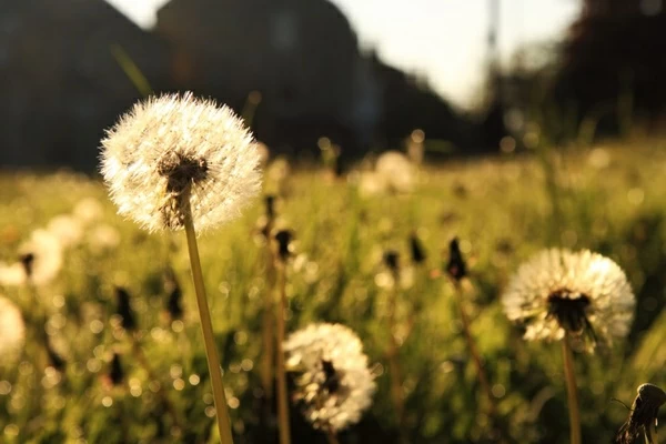 dandelion